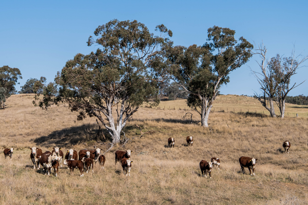 WALMABIN 1505970083 9 Hereford NSW